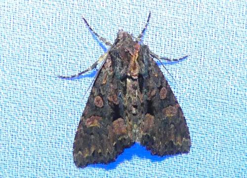 Mniotype satura